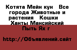 Котята Мейн кун - Все города Животные и растения » Кошки   . Ханты-Мансийский,Пыть-Ях г.